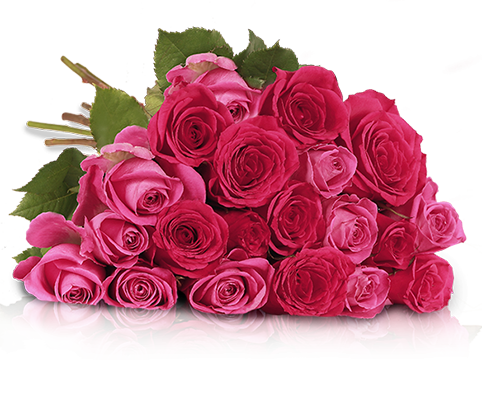 20 rosa pinke Rosen in 50cm Länge für 19,90€