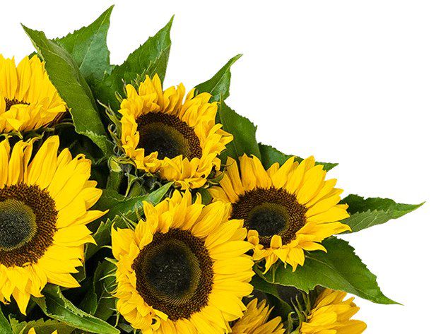 15 Sonnenblumen mit ca. 50cm Stiellänge für 27,48€ (statt 32€)