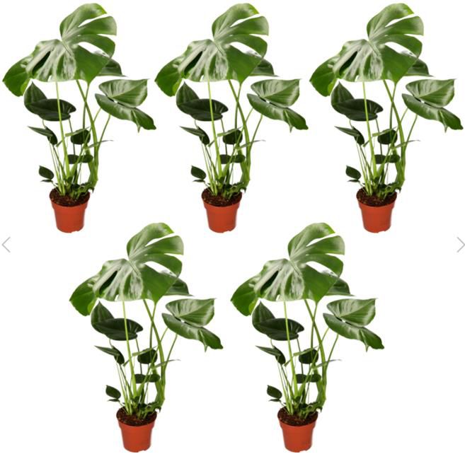 5er Set Monstera Madness mit 55 70cm Höhe für 28,98€ (statt 65€)