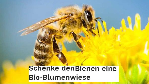 Greenpeace: Kostenlose Bio Wildblumensamen