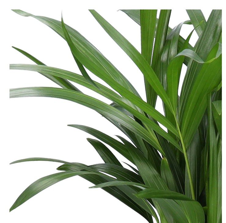 4er Pflanzenset: Monstera, Dieffenbachia, Spathiphyllum und Areca für 25,98€