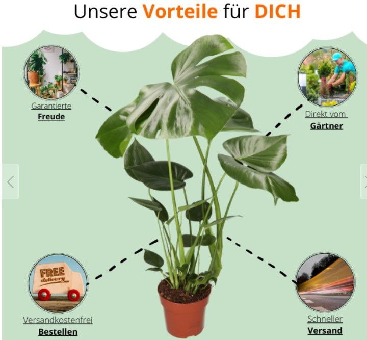 4er Pflanzenset: Monstera, Dieffenbachia, Spathiphyllum und Areca für 25,98€