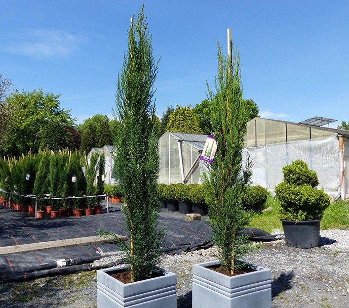 3x Mittelmeerzypresse ca. 160cm (Cupressus Semper) für 67,49€ (statt 95€)