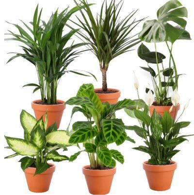 6er-Set Grünpflanzen mit 40-60cm Größe, 12-15cm Topf für 29,48€ (statt 48€)