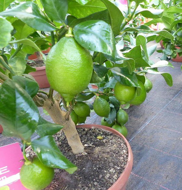 Citrus Limon 50 60cm Bonsai Zitronenbaum für 26,75€ (statt 36€)