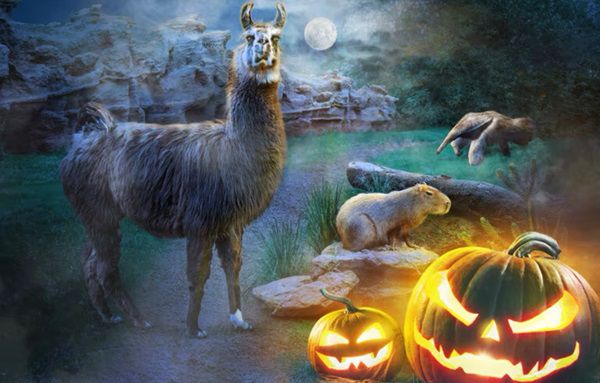 Zoo Leipzig: Am 31.10.2024 kostenloser Eintritt für Kinder im Halloween Kostüm