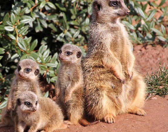 Zoo Leipzig: Am 06.12.2024 (Nikolaus) kostenloser Eintritt für Kinder