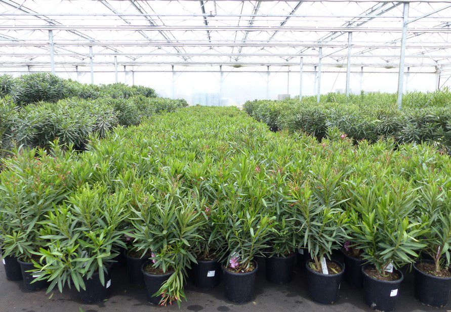 Oleander Nerium Busch bis 120cm ab 22,49€ (statt 40€)