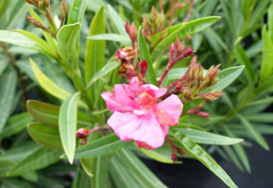 Oleander Nerium Busch bis 120cm ab 22,49€ (statt 40€)