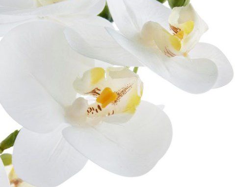 🌼 Kunstpflanze Orchidee Leonique mit 55cm Höhe im Topf ab 30,62€ (statt 52€)