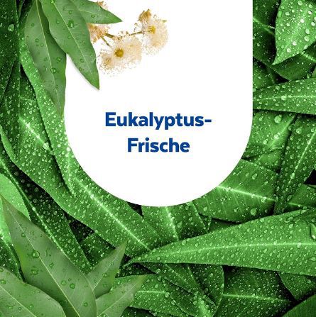 6er Pack Sagrotan Hygiene Plus WC Spüler, Eukalyptusfrische ab 7€ (statt 12€)