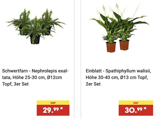 🪴 25% Rabatt auf ausgew. Pflanzen   z.B. 35cm Bogenhanf ab 17,24€ (statt 23€)