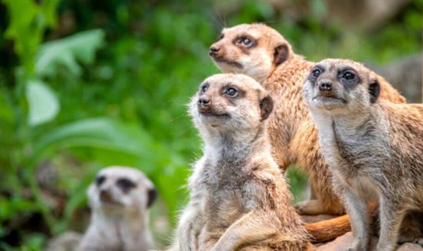 Freier Eintritt für Kinder am 26.7. in Zoos in MV