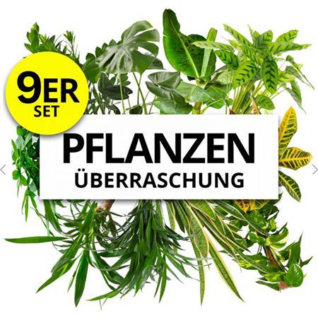 9er Set Pflanzenüberraschung, 40 70cm inkl. Topf für 34,48€ (statt 69€)