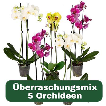 5 Bunte Orchideen als Überraschungspaket für 29,98€ (statt 40€)