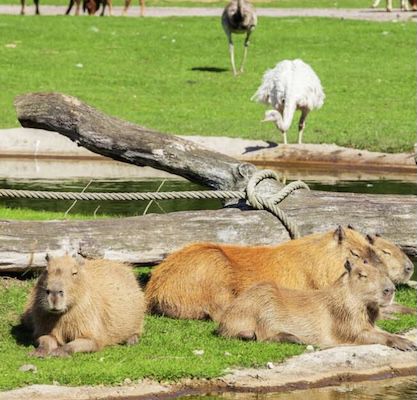 🦁 Serengeti-Park inkl. ÜN in der Lüneburger Heide mit Frühstück & Spa ab 129€ p.P.