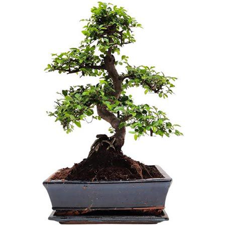 🌲 Chinese elm P25 S Bonsai mit Keramik Blumentopf, ca. 6 9 Jahre für 70,70€ (statt 90€)