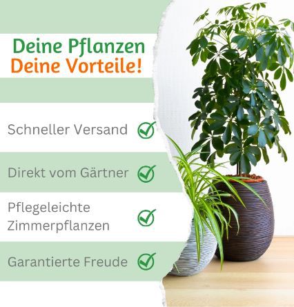 🌴 5er Set Palmenfreunde, +/  40 55cm, 12 15cm für 27,48€ (statt 37€)