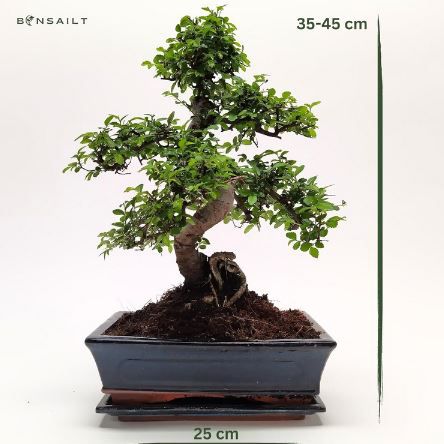 🌲 Chinese elm P25 S Bonsai mit Keramik Blumentopf, ca. 6 9 Jahre für 70,70€ (statt 90€)