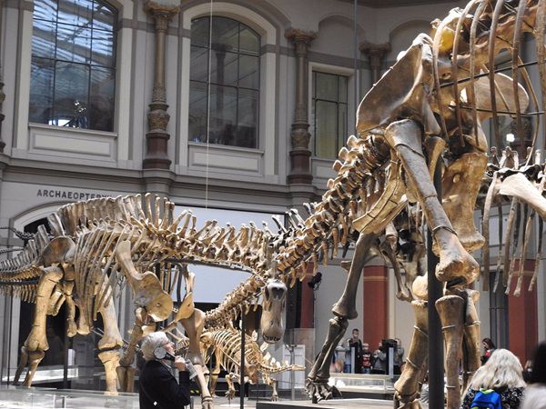 Am 23.10. freier Eintritt ins Berliner Museum für Naturkunde