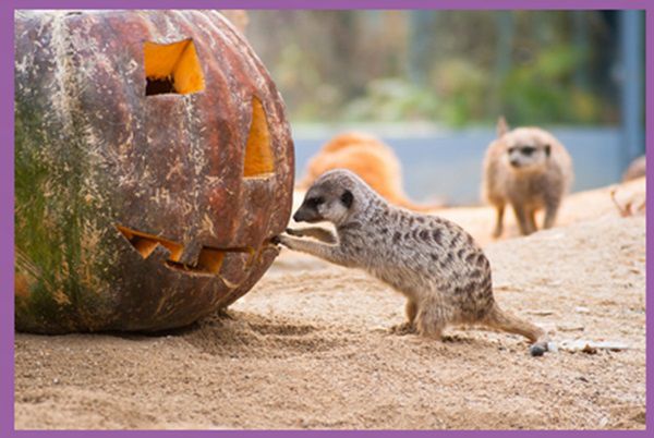 Wilhelma Stuttgart: Am 31.10.2024 freier Eintritt für Kinder im Halloween Kostüm