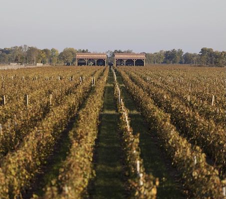 6x 0,75L🍷 Cru La Maqueline   Rotwein für 35,57€ (statt 54€)