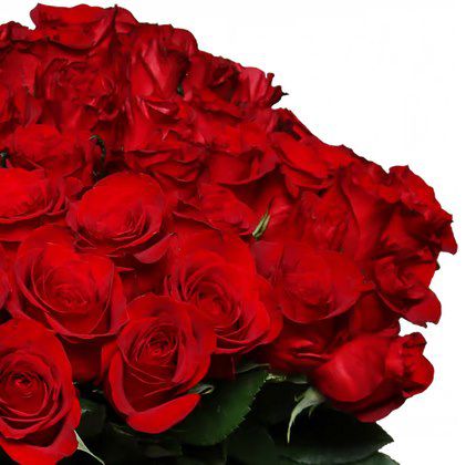 💕🌹 Für Silvester: 60 rote Rosen Perfekter Liebesbeweis für 42,68€   0,71€ pro Rose