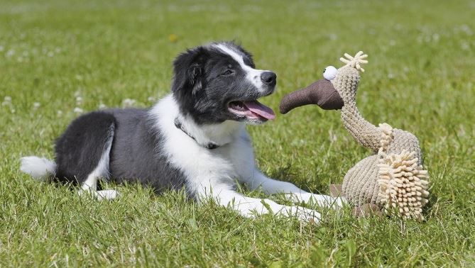 Trixie Geier Gustav Hundespielzeug, 28 cm für 7,69€ (statt 11€)