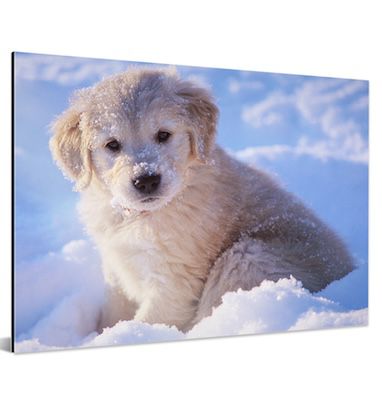 75% Rabatt auf eure eigenen Fotos auf Aluminium – z.B. 60×40 cm für 21,98€