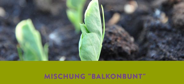 Ravensburg: Mischung Balkonbunt gratis   ab dem 03.03.