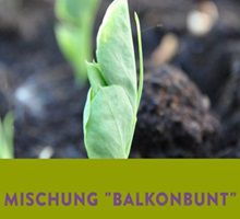 Ravensburg: Mischung Balkonbunt gratis – ab dem 03.03.