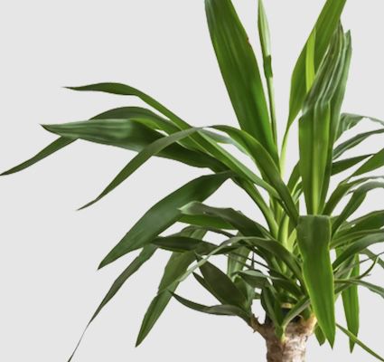 🌴 3er Set Yucca Elephantipes Palmlilie 45 55cm für 17,48€ (statt 28€)