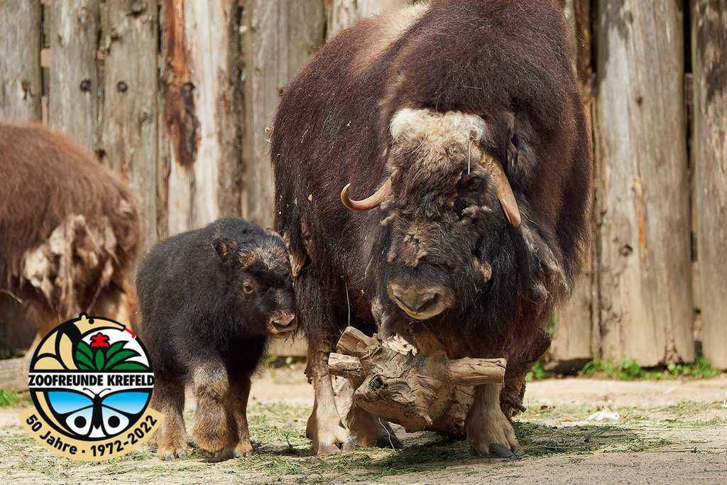 Zoo Krefeld   GRATIS Eintritt für Kinder bis einschließlich 17 Jahren KOSTENLOS statt 8,50€