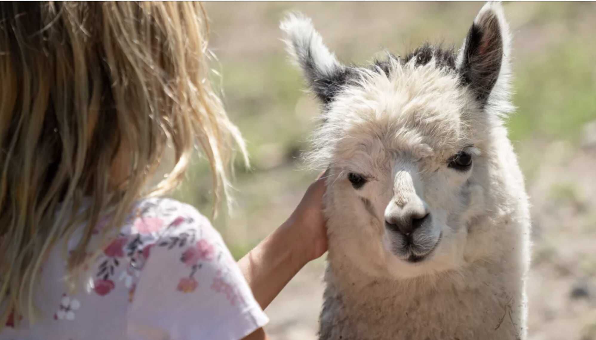 Serengeti Park Freikarte vom 05.04. 02.11.2025 gratis – für Kinder 3 12 Jahren