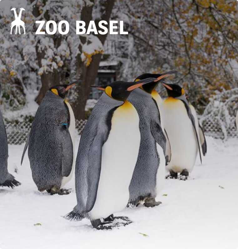 BASEL   Kostenloser Eintritt in den Zoo am 31.12.2024