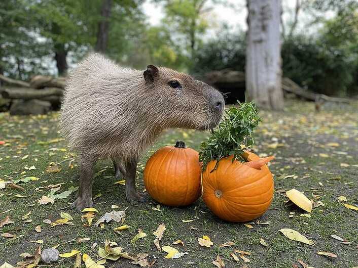 Zoo Leipzig   freier Eintritt für Kinder im Halloween Kostüm am 31.10.2024